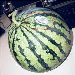 网红吃瓜是钓鱼吗,揭秘网络钓鱼的新手段