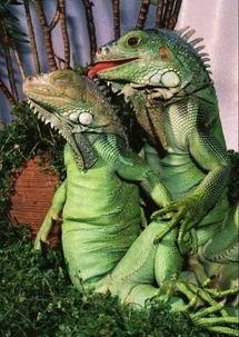 头条新闻印度蜥蜴视频,街头漫步引发网友热议